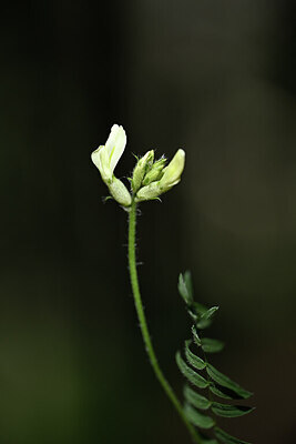BUITEN BEELD Foto: 444246