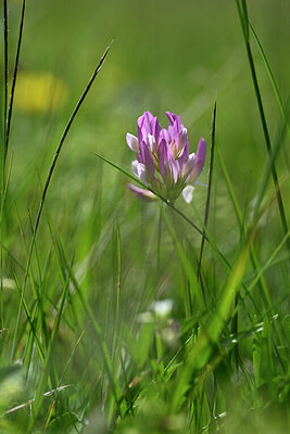 BUITEN BEELD Foto: 444247