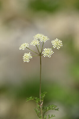 BUITEN BEELD Foto: 444248