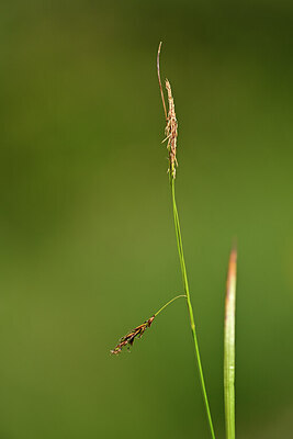 BUITEN BEELD Foto: 444249