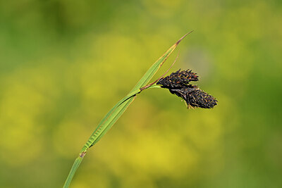 BUITEN BEELD Foto: 444255