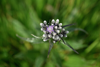 BUITEN BEELD Foto: 444256