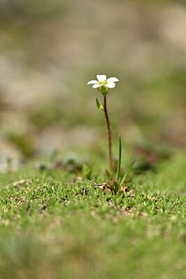BUITEN BEELD Foto: 444259
