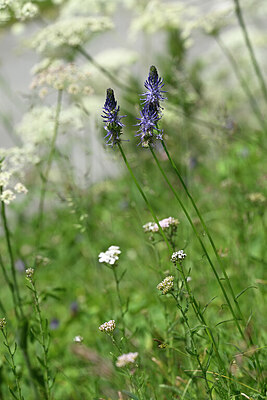 BUITEN BEELD Foto: 444260