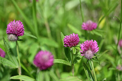 BUITEN BEELD Foto: 444262