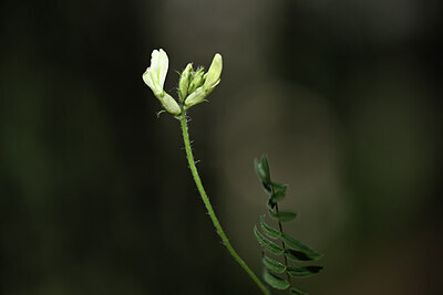 BUITEN BEELD Foto: 444264