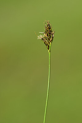 BUITEN BEELD Foto: 444265