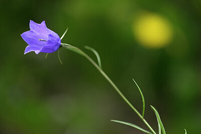BUITEN BEELD Foto: 444266