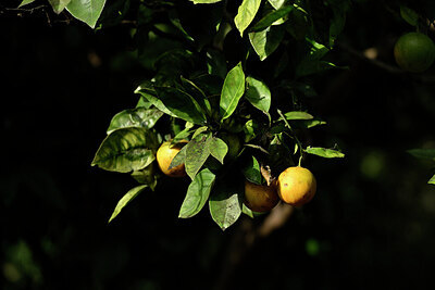 BUITEN BEELD Foto: 444267