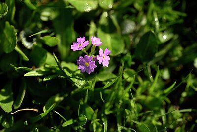 BUITEN BEELD Foto: 444270