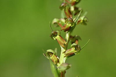 BUITEN BEELD Foto: 444272