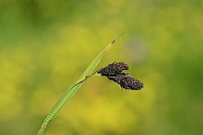 BUITEN BEELD Foto: 444273