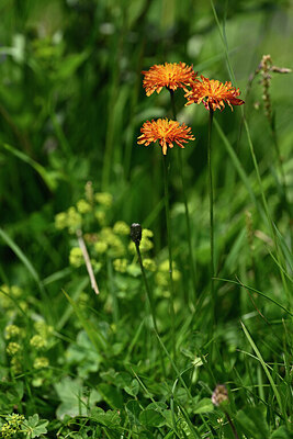 BUITEN BEELD Foto: 444274