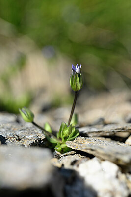 BUITEN BEELD Foto: 444278