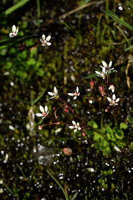 BUITEN BEELD Foto: 444279