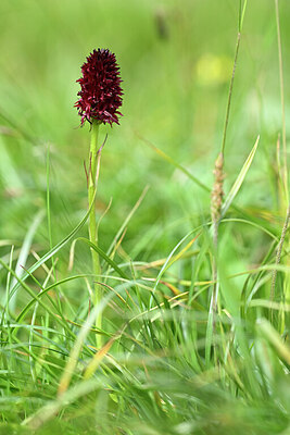 BUITEN BEELD Foto: 444281