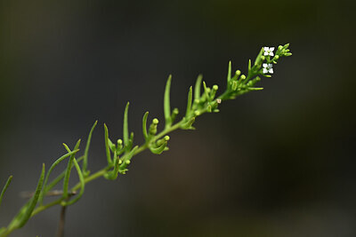 BUITEN BEELD Foto: 444283