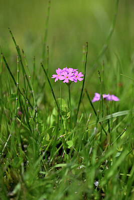 BUITEN BEELD Foto: 444284