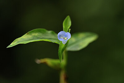 BUITEN BEELD Foto: 444287