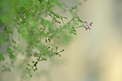 BUITEN BEELD Foto: 444288