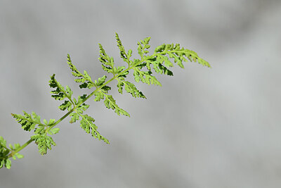 BUITEN BEELD Foto: 444290
