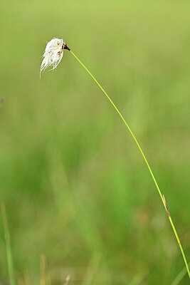 BUITEN BEELD Foto: 444292