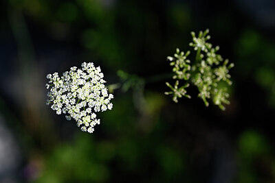 BUITEN BEELD Foto: 444294