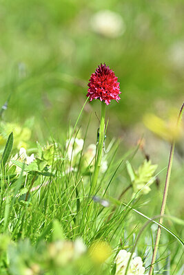 BUITEN BEELD Foto: 444299