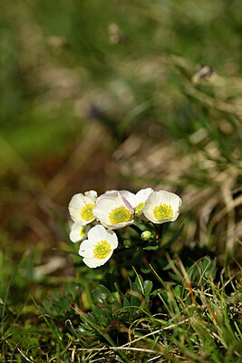 BUITEN BEELD Foto: 444302