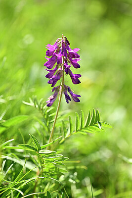 BUITEN BEELD Foto: 444303