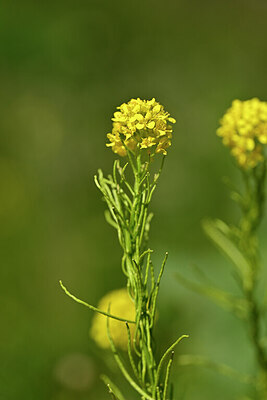 BUITEN BEELD Foto: 444306