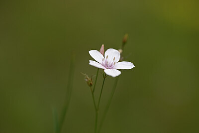 BUITEN BEELD Foto: 444308