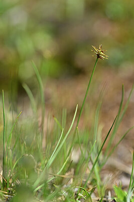 BUITEN BEELD Foto: 444309