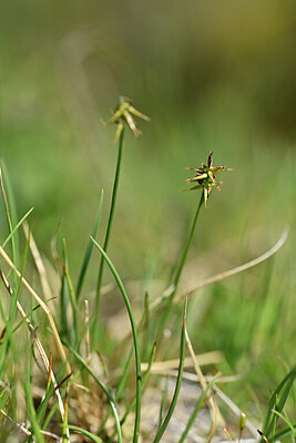 BUITEN BEELD Foto: 444310