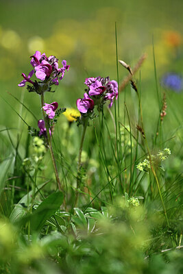 BUITEN BEELD Foto: 444311