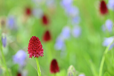 BUITEN BEELD Foto: 444312