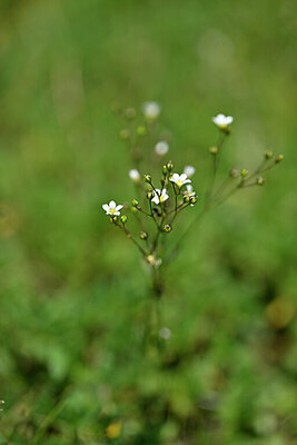 BUITEN BEELD Foto: 444315