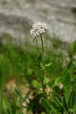 BUITEN BEELD Foto: 444316