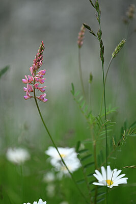 BUITEN BEELD Foto: 444317
