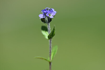 BUITEN BEELD Foto: 444318