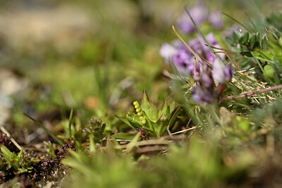 BUITEN BEELD Foto: 444319