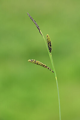 BUITEN BEELD Foto: 444320