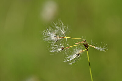 BUITEN BEELD Foto: 444321