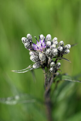 BUITEN BEELD Foto: 444323