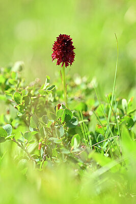 BUITEN BEELD Foto: 444324