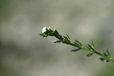 BUITEN BEELD Foto: 444326
