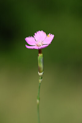 BUITEN BEELD Foto: 444327