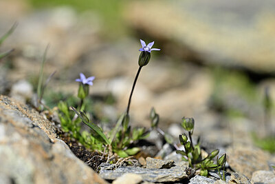 BUITEN BEELD Foto: 444333