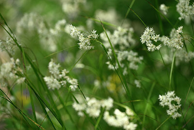 BUITEN BEELD Foto: 444335