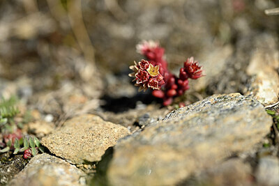 BUITEN BEELD Foto: 444336